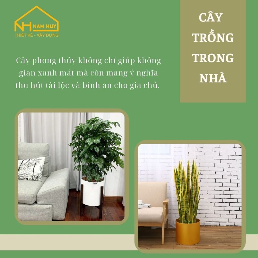 Cây phong thủy nên trồng trong nhà - Nam Huy Home