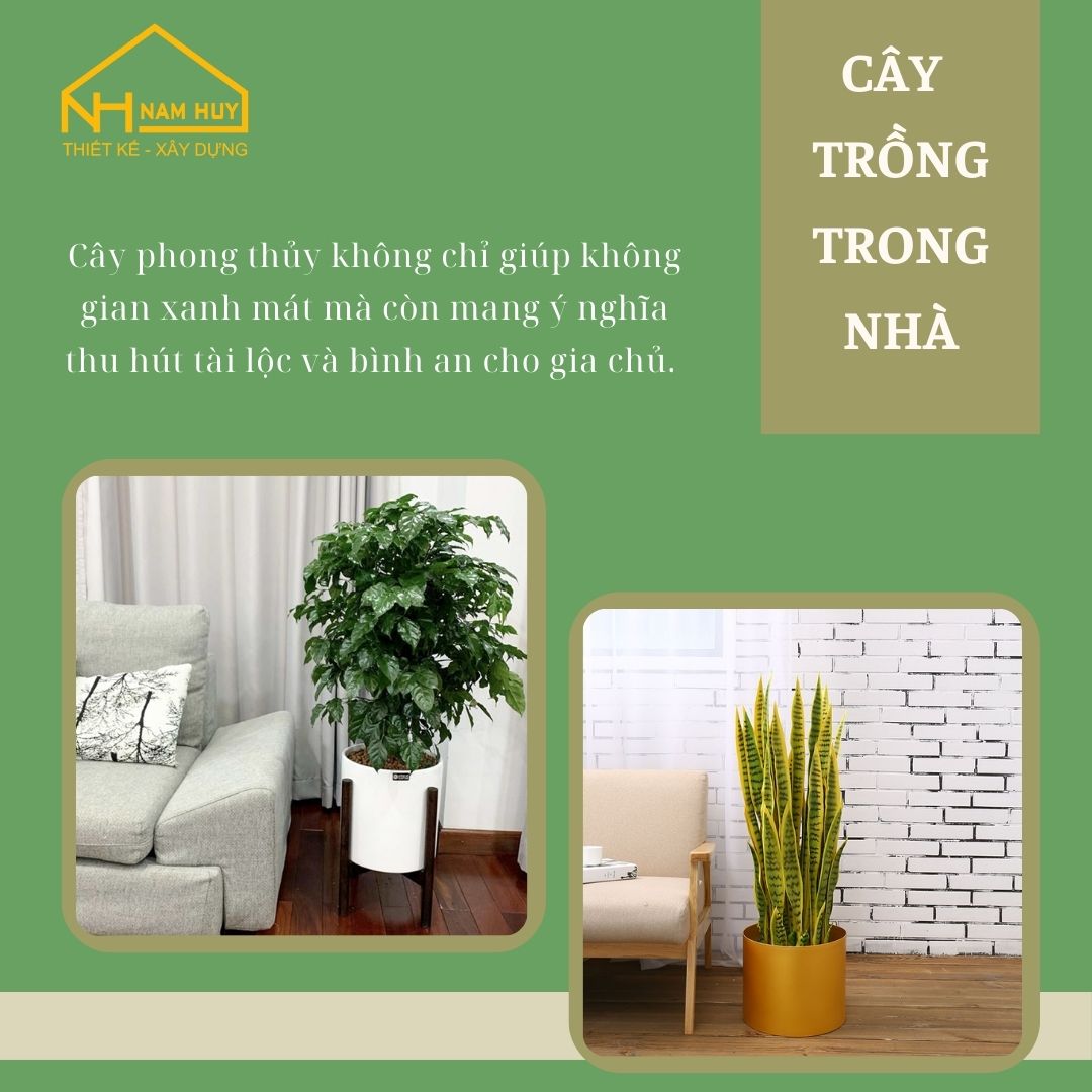 Cây phong thủy nên trồng trong nhà - Nam Huy Home